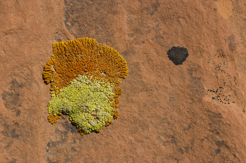 Lichen On Rock